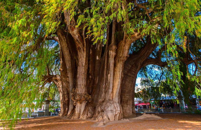 Teotitlán del Valle, Mitla & Mezcal Distillery Day Trip - Photo 2