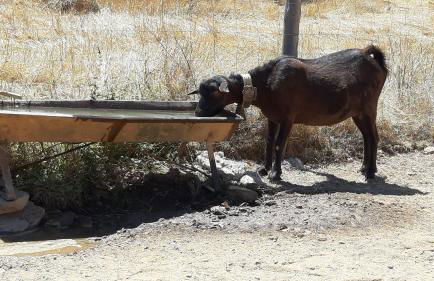 Gecko Pego Longo - Foto 18