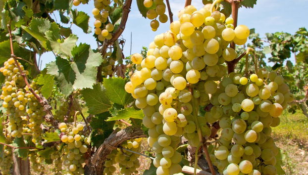 Tour del pisco y el vino