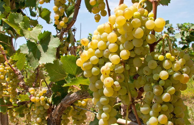 Pisco & Wine Tour - Foto 4