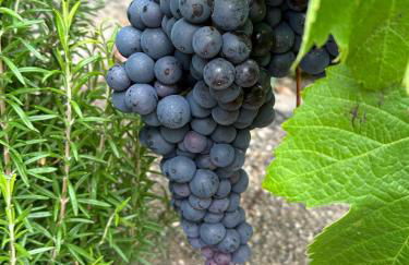 Agrotur Fenix - Foto 33