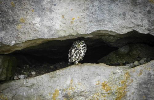 BillWatch Cottage - Foto 9