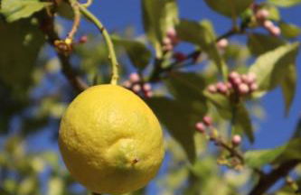 Monte Santo - Foto 51