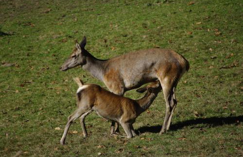 Haus Hubertus - Photo 17
