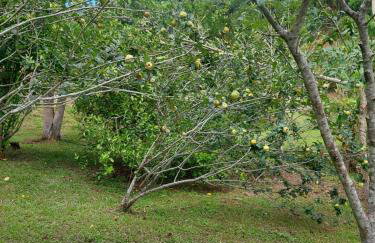 Cabana privativa para pernoite de casal - Foto 18