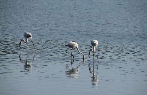 Casa Felino - Foto 45