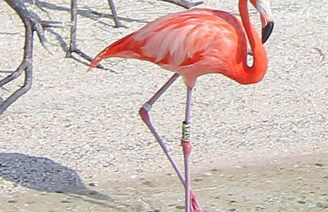 Mayan Villas Hotel - Foto 58