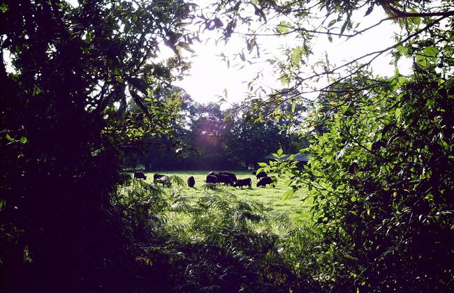 Historic Farmhouse in Hohnebostel with Garden near Lake - Foto 36