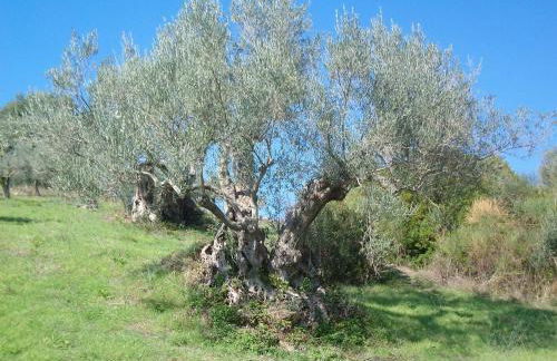 Casal Finocchito - Foto 37