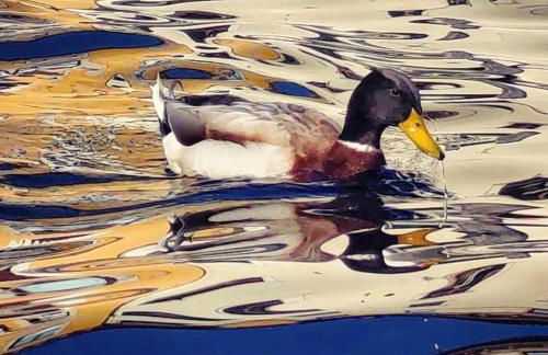 San Rocco Apartments - Photo 75