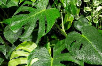 Green Deer Premium - Foto 98