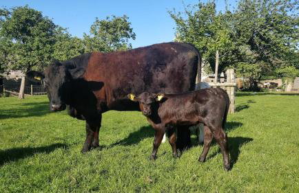 Elberry Farm - unique seaside farmhouse - Foto 21