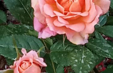 Giaglakis Rooms - Foto 73