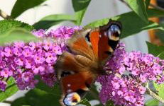 Apartamenty Euphoria - Foto 16