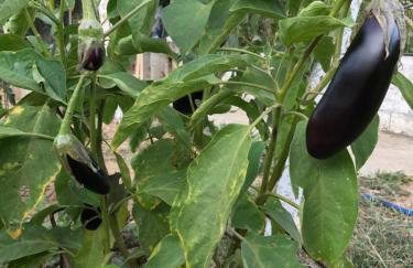 BIO Garden Stonehouse - Foto 49