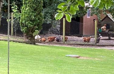 Cosy dog friendly lodge with an outdoor bath on the Isle of Wight - Foto 18