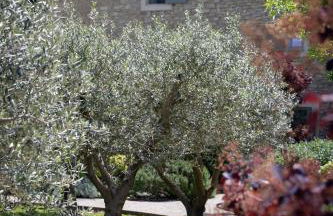 Mas des Cèdres - Photo 26