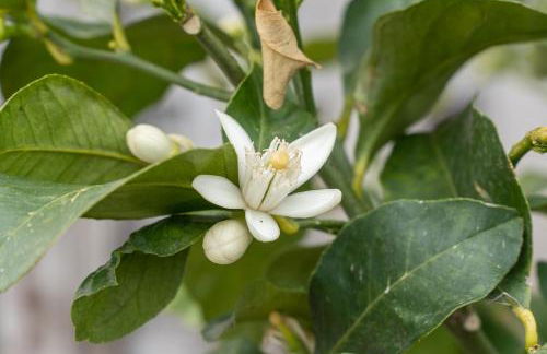 Agriturismo Pozzo Fiorito - Foto 15