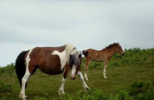 Maison typique Basque en pleine campagne - Foto 18
