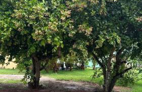 Rancho Piau - Foto 36