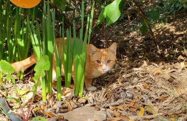 Villa Panorama Garden Chorto - Foto 25