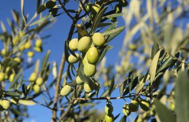 Le Grand Bouteillan - Foto 37