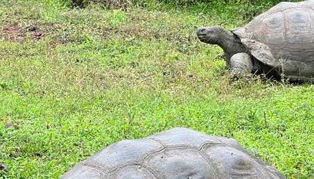 Tour della riserva di Galapagos Frontier + Tunnel di lava