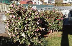 House of Camellias - Ground Floor with Garden - Foto 54