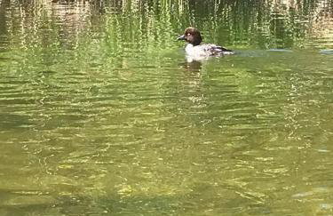 MOJA OSTOJA APARTAMENTY & KAJAKI - Spływy Kajakowe Rzeką Krutynią - Foto 30