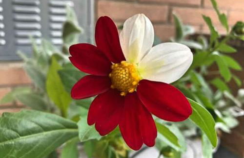 HARMONY HOUSE - Photo 33