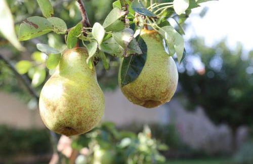 GITE MONTGOLFIÈRE 4 PERSONNES - Foto 20