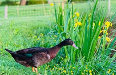 Fox Acre Lodge - Amazing Views - Foto 64