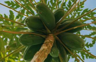 Moinho das Feteiras - Photo 22