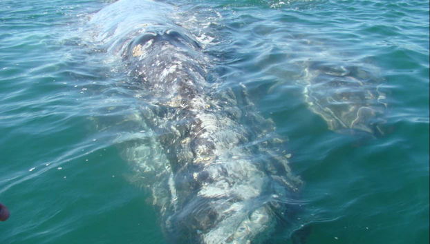 Baleine grise dans la baie de Magdalena