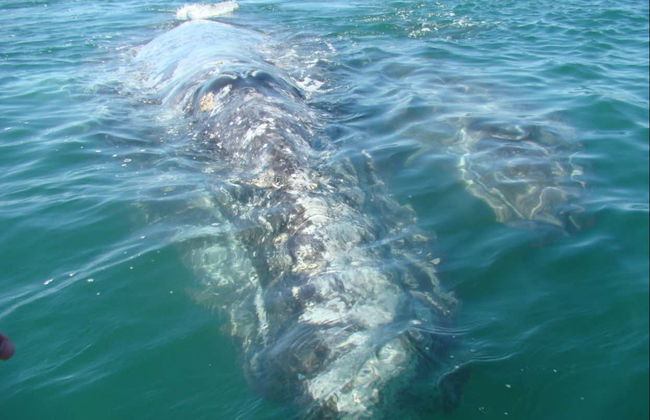 Magdalena Bay Whale Watching - Foto 5