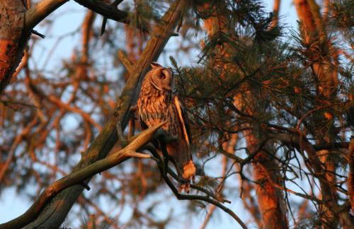 Ferienhaus Piratenburg Rövershagen - Photo 31