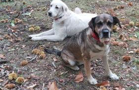 SO MAGIC - La casa nel bosco - Foto 47