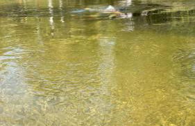 Bom gosto tutoia - Photo 14