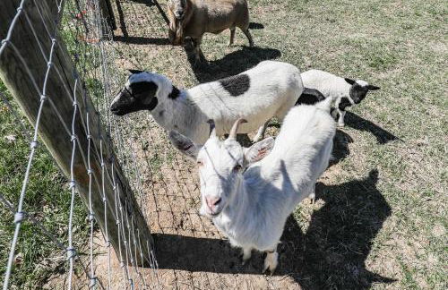 Kimberlys Hope Clark Apt on Farm with Pool Access - Foto 24