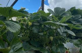 Chácara Morango do amor - Foto 1