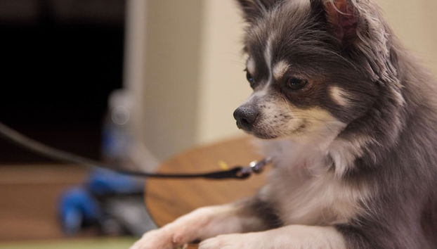 Solana Karuizawa Villa - Photo 2, Pet-friendly