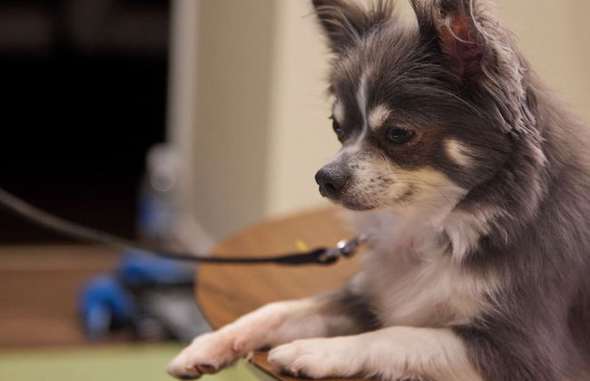 Solana Karuizawa Villa - Photo 2