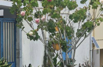 Iselia House - Photo 9