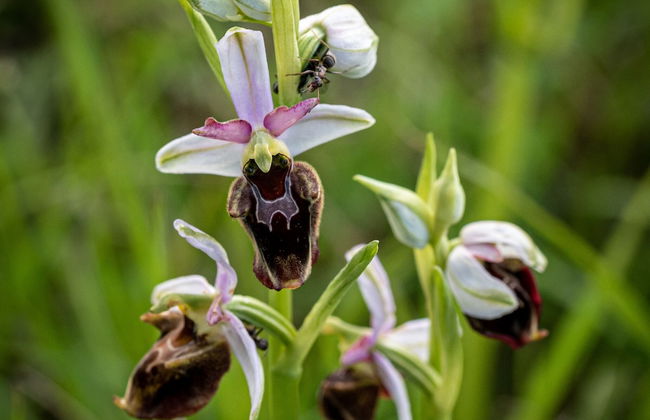 Ferienwohnungen beim Europapark Rust - Foto 67