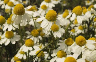 Country House Spitaki Γραφείο - Foto 31