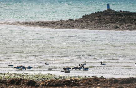 Seaview Cottage - Foto 38