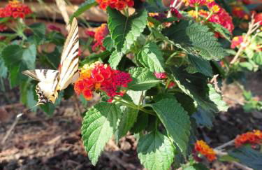 Il Ciuffo: ampia casa panoramica con parcheggio. - Foto 15