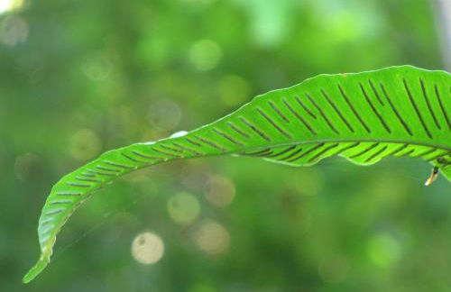 Etxeberri Landa Etxea - Foto 1