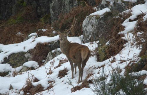 Rosemount Bothy - Highland Cottage - Foto 64