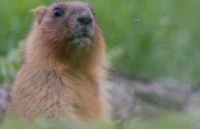 Gréolières Les Neiges - Foto 43